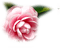 Kaz_Creations Deco Flower - png gratis GIF animado