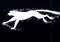 ghost cat - Bezmaksas animēts GIF animēts GIF
