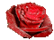 rose gif animation adam64