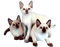 MMarcia gato siames chat cat - png gratuito GIF animata