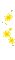 yellow-flo -Nitsa P