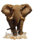 elefante - png gratis GIF animado