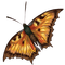 autumn butterfly by nataliplus - png grátis Gif Animado