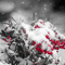 kikkapink winter snow animated background - GIF เคลื่อนไหวฟรี GIF แบบเคลื่อนไหว