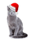 Kaz_Creations Animals Christmas Cat Kitten - png ฟรี GIF แบบเคลื่อนไหว