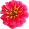 lotus - δωρεάν png κινούμενο GIF