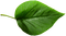 dolceluna spring leaf - бесплатно png анимированный гифка
