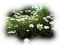 landskap-landscape - ilmainen png animoitu GIF