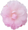 glitter camellia - zdarma png animovaný GIF