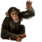 Kaz_Creations Animals Monkey - gratis png geanimeerde GIF