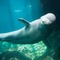 Beluga Whale - PNG gratuit GIF animé