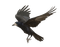 Kaz_Creations Bird - 免费PNG 动画 GIF