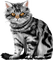 Katze - zdarma png animovaný GIF