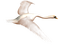 cisne - png gratuito GIF animata