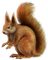 Squirrell-RM - безплатен png анимиран GIF