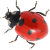 ladybug - фрее пнг анимирани ГИФ