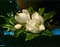 Flower - 無料のアニメーション GIF アニメーションGIF