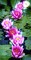 Lotus - Bezmaksas animēts GIF animēts GIF