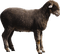 Kaz_Creations Sheep - безплатен png анимиран GIF