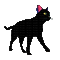 kot czarny - Darmowy animowany GIF animowany gif
