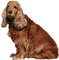 Hond - ingyenes png animált GIF