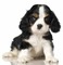 tube animaux chien - Free PNG Animated GIF