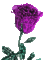 tulipán - Nemokamas animacinis gif animuotas GIF
