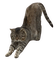 Long John the cat big stretch - bezmaksas png animēts GIF