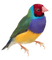 Vögel - 免费PNG 动画 GIF