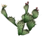 succulent plants bp - png gratuito GIF animata