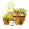 flowerpots Bb2 - бесплатно png анимированный гифка