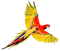 Parrot.Red.Yellow.Blue
