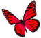 Butterfly.Red