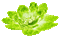 Animated.Flower.Pearls.Green - By KittyKatLuv65 - Δωρεάν κινούμενο GIF κινούμενο GIF