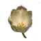 White Tulip - zdarma png animovaný GIF