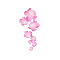 Розовые пионы - GIF animé gratuit