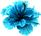 Fleur - PNG gratuit GIF animé