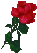 fleur roses rouge