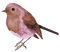 Oiseaux Beige Lilas:) - gratis png animeret GIF