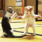 CAT DANCE - GIF animado grátis Gif Animado