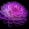 Flowers purple bp - 無料のアニメーション GIF アニメーションGIF