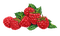 Raspberry - Bogusia