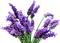 Blue DREAM  70 _ flowers_lavender - PNG gratuit GIF animé