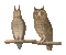 Owls - Free animated GIF Animated GIF