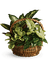Kaz_Creations  Flowers  Plant Basket - PNG gratuit GIF animé