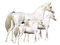 horses -Nitsa 5 - PNG gratuit GIF animé