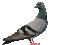 pigeon - GIF animé gratuit GIF animé
