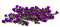 rose violette.Cheyenne63 - zdarma png animovaný GIF