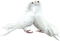 голуби целуются - ilmainen png animoitu GIF