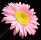 fleur - Kostenlose animierte GIFs Animiertes GIF